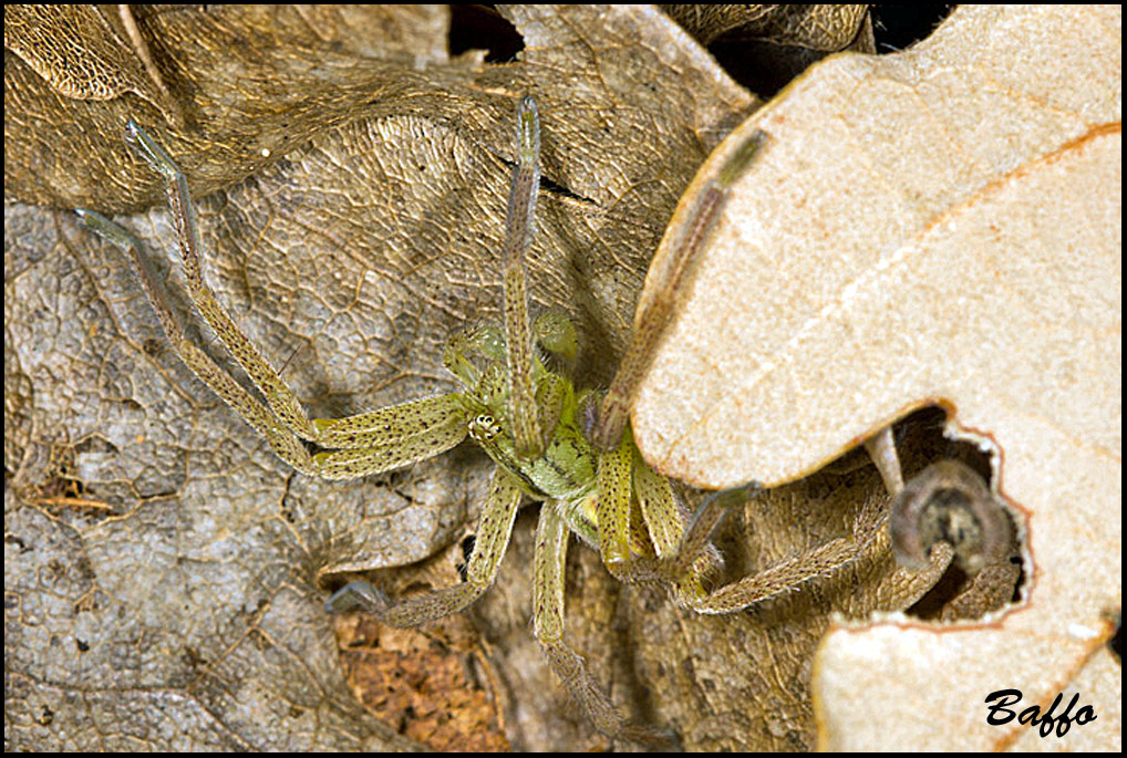 Micrommata virescens